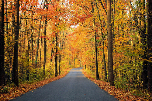 Autumn Road by Ron Zanoni