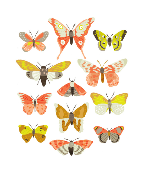 Butterflies - Scientific Charts by Alyssa Nassnar