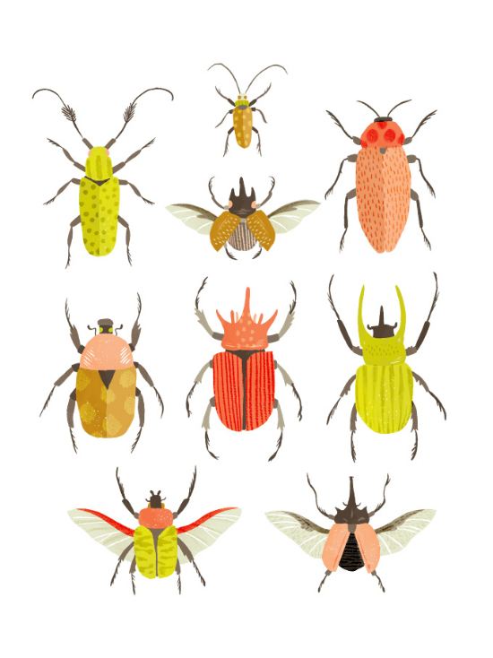 Insects - Scientific Charts by Alyssa Nassnar