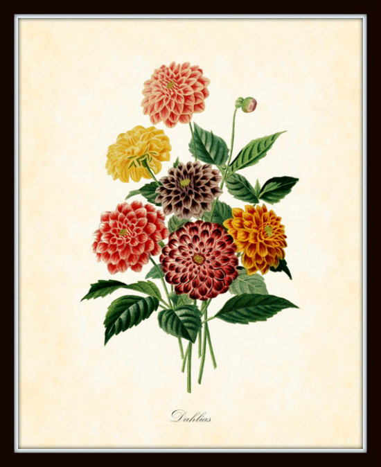 Antique Dahlias Botanical Art Print - Belle Botanica