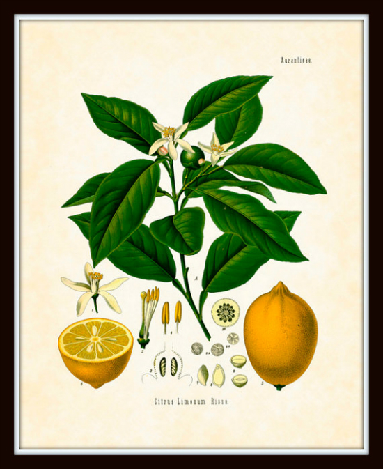 Antique Lemon Botanical Art Print - Belle Botanica