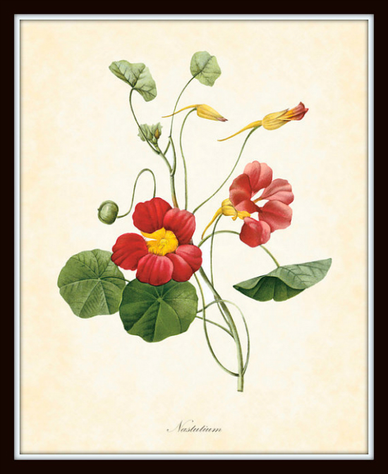 Antique Nasturtium Redoute French Botanical - Belle Botanical