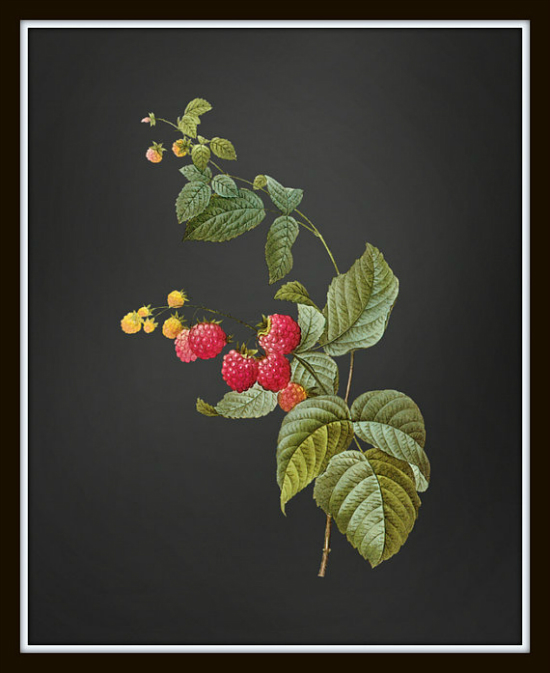 Garden Series Plate No.2 Raspberries - Belle Botanica