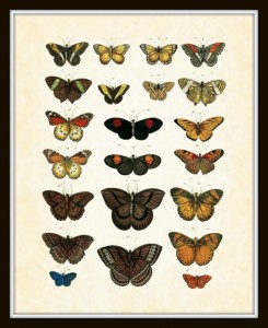 Natural History Antique Butterfly Plate 1 - Belle Botanica