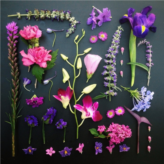 Pink & Purple Flowers - Emily Blincoe