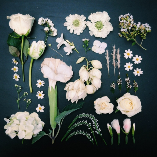 White Flowers - Emily Blincoe