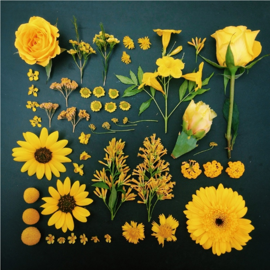 Yellow Flowers - Emily Blincoe