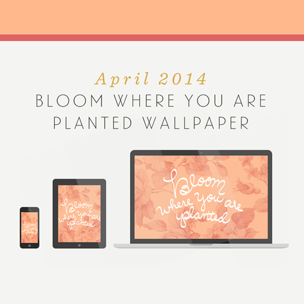 Bloom Where You Are Planted Wallpaper